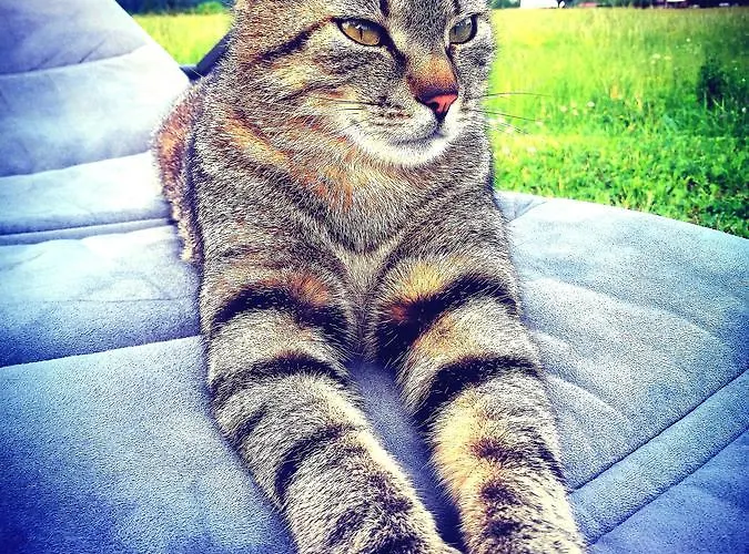 Διαμέρισμα Volce *